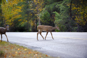 Deer Crossing Road